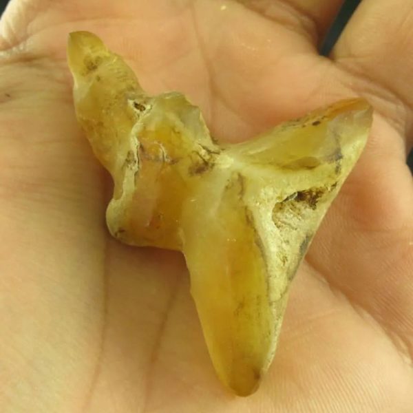 Dragon Horn Fossil (Siluman) - Type G3 - Image 3