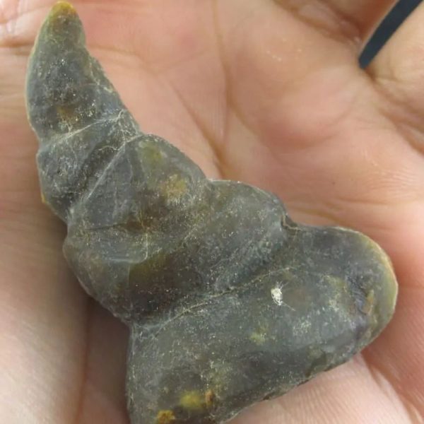 Dragon Horn Fossil (Siluman) - Type G4 - Image 3