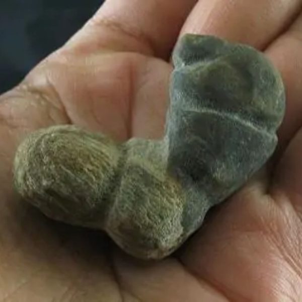Dragon Horn Fossil - Type A2 - Image 2