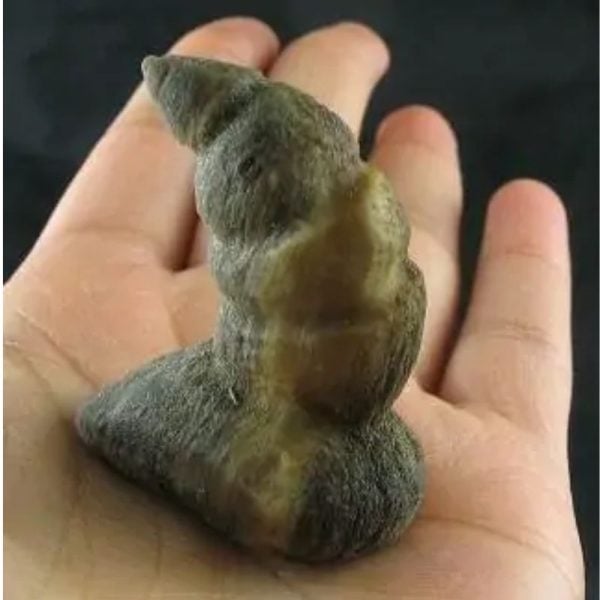 Dragon Horn Fossil - Type A3 - Image 3