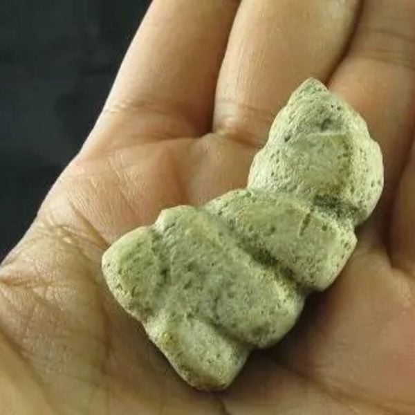 Dragon Horn Fossil - Type B2 - Image 3