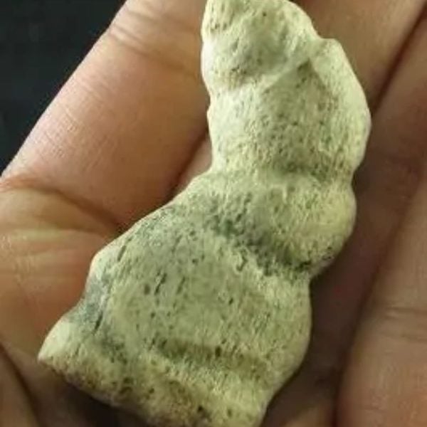 Dragon Horn Fossil - Type C1 - Image 3