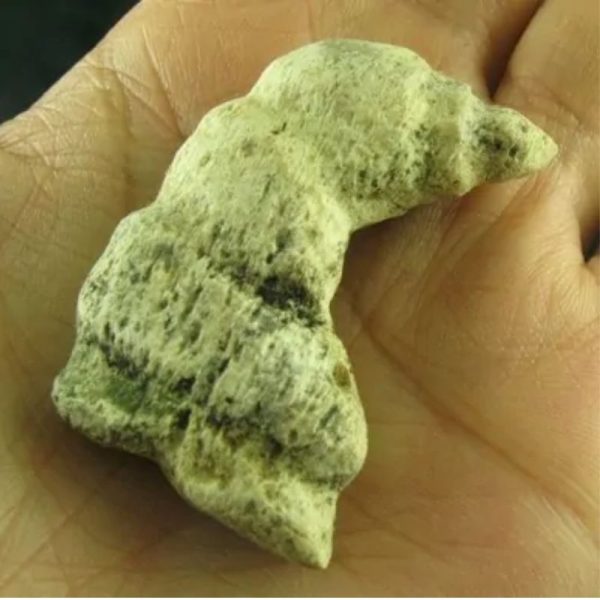 Dragon Horn Fossil - Type D5 - Image 2
