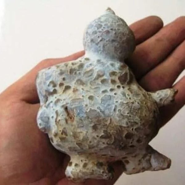 Semar Mesem Fossil - Large C11 - Image 2