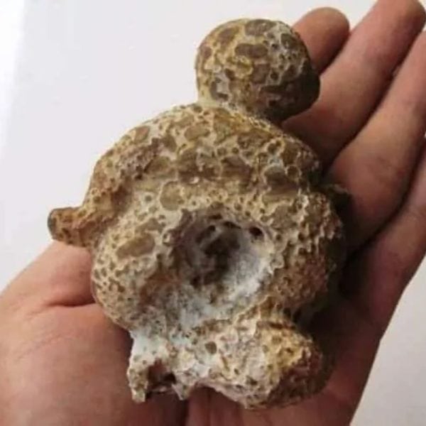 Semar Mesem Fossil - Large C9 - Image 2