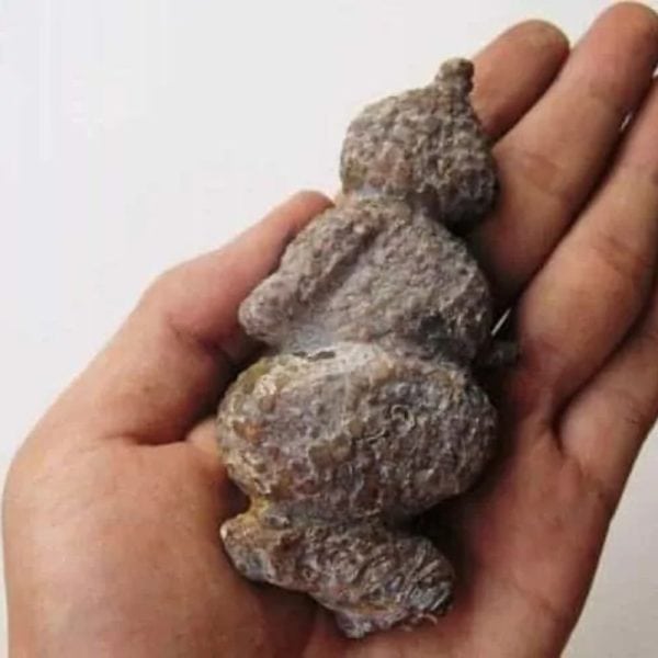 Semar Mesem Fossil - Large C7 - Image 2