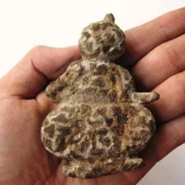 Semar Mesem Fossil - Large C6 - Image 2