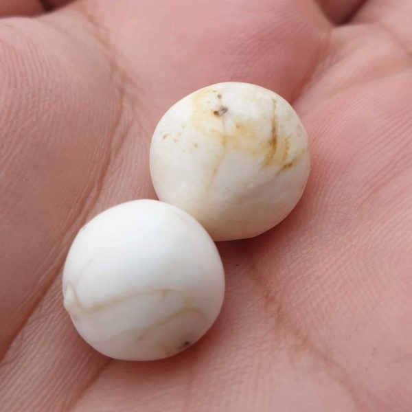 White Eel Pearls - Type B1 - Image 2