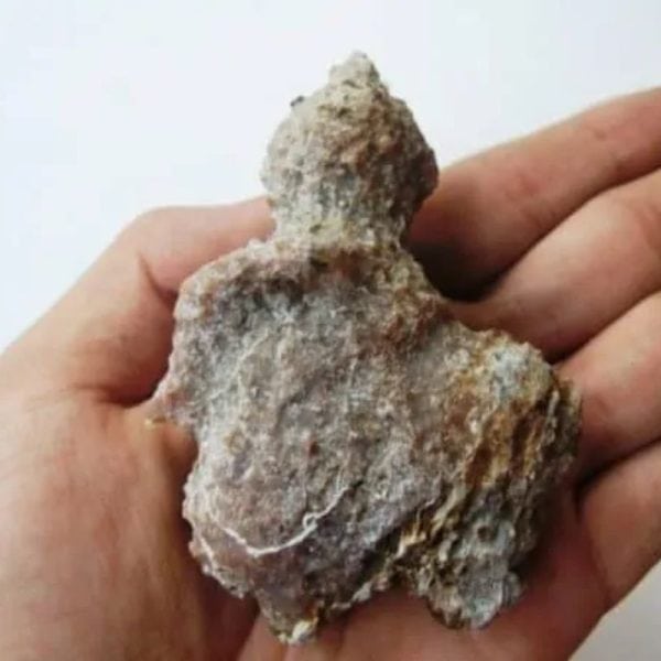 Semar Mesem Fossil - Large C5 - Image 2