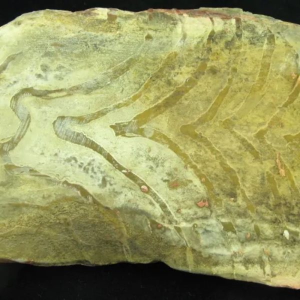 Magickal Fossilized Snake Siluman Tongue - Image 2