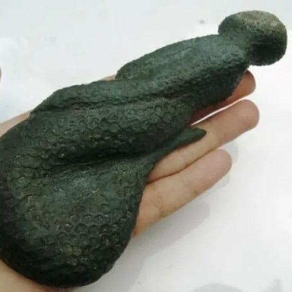 Mermaid Fossil - MFG 1 - Image 2