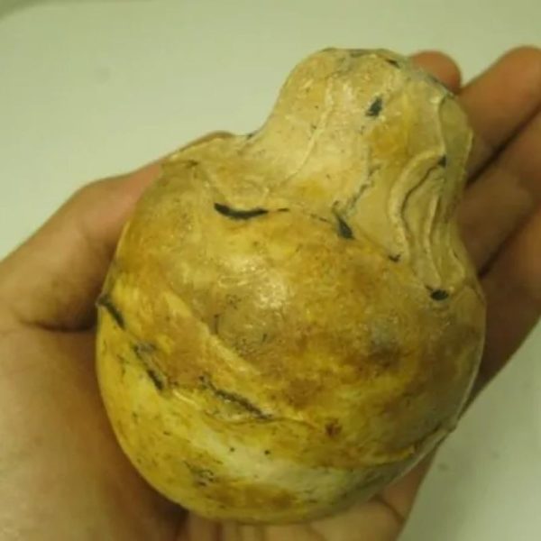 Javanese Fossilized Treasure Vase - Type A6 - Image 2