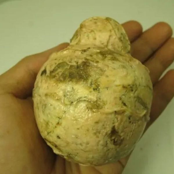 Javanese Fossilized Treasure Vase - Type A3 - Image 2