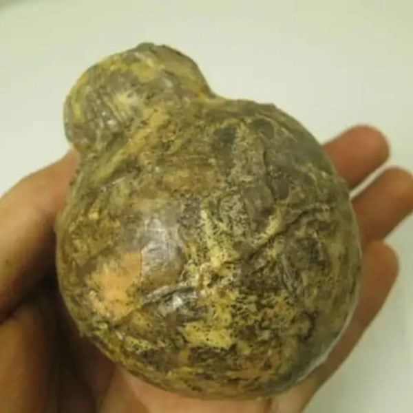Javanese Fossilized Treasure Vase - Type A2 - Image 2