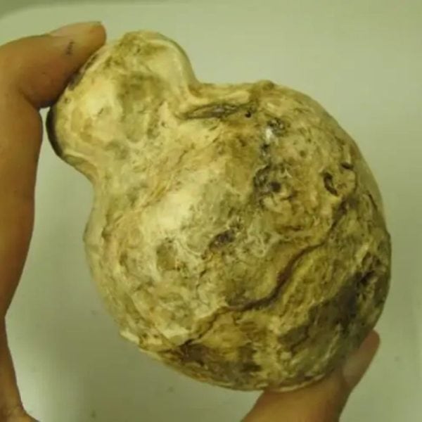 Javanese Fossilized Treasure Vase - Type A1 - Image 2