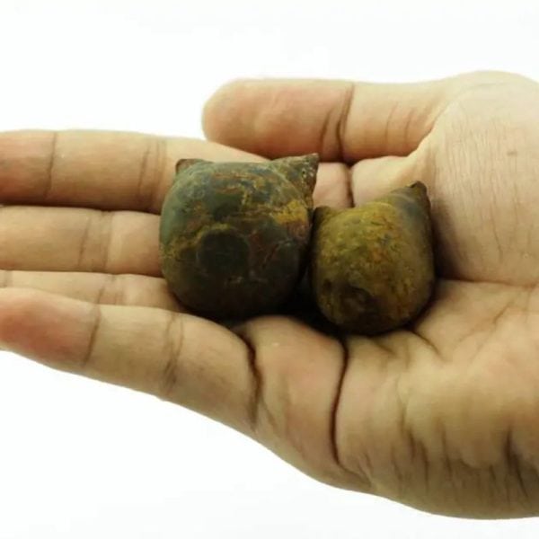 Fossilized Snail - Type F - Image 2