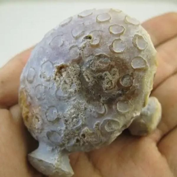 Golden Snail Fossil - Type E4 (Male) - Image 2
