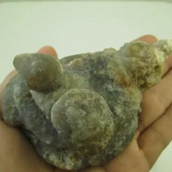 Golden Snail Fossil - Type D2 (Female) - Image 2