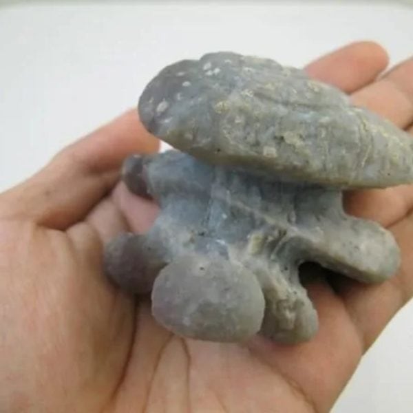 Golden Snail Fossil - Type D1 (Female) - Image 2