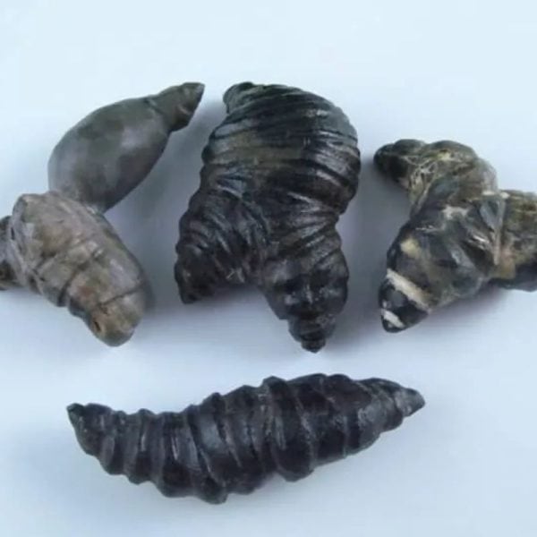 Fossilized Turmeric - Type B3 - Image 2
