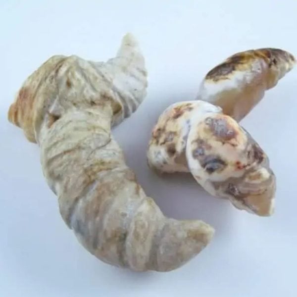 Fossilized Turmeric - Type B2 - Image 2