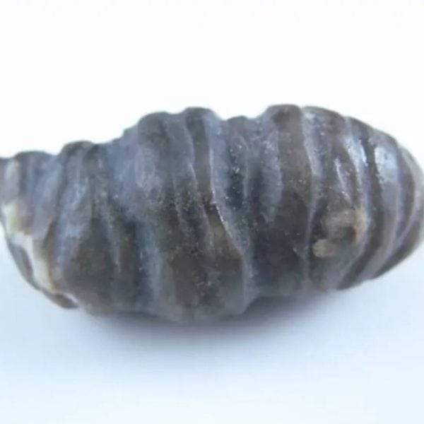 Fossilized Turmeric - Type B1 - Image 2
