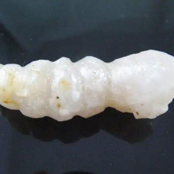 Fossilized Caterpillar - Type A6 - Image 4
