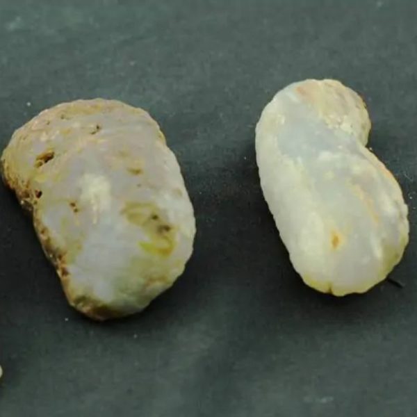 Bull Pearls - Type C - Image 3