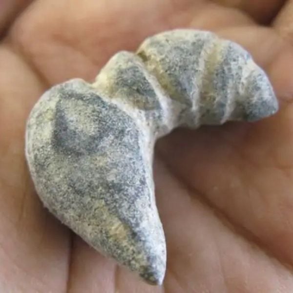 Puspo Bliring Snake Horn - Type D3 - Image 2