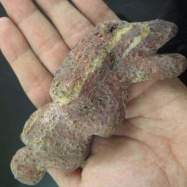 Shaman Fossil - BK 12 - Image 2