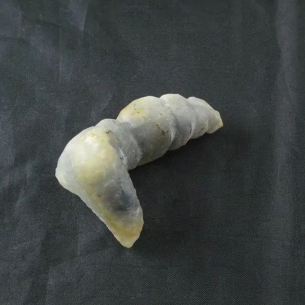 Giant Snake Horn Fossil - Type A2 - Image 2