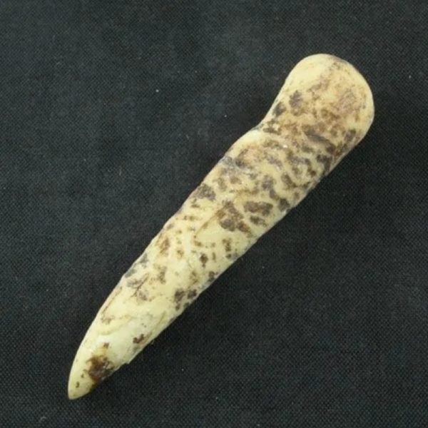 White Tiger Horns - Type D3 - Image 2