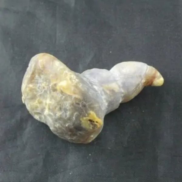 Giant Snake Horn Fossil - Type A3 - Image 2