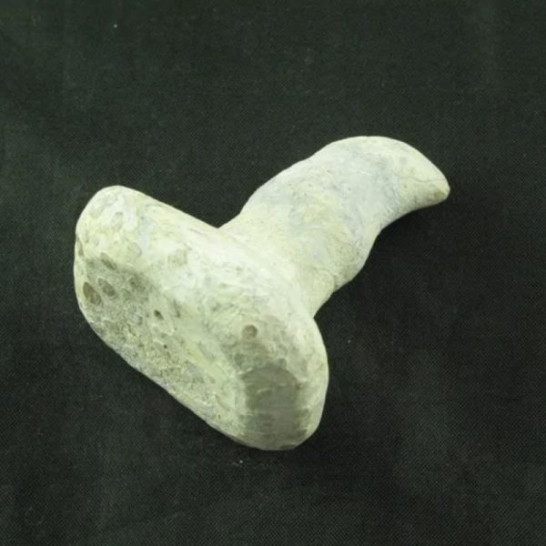 Giant Snake Horn Fossil - Type A5 - Image 2