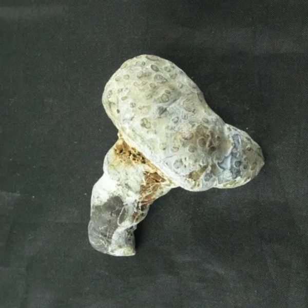 Giant Snake Horn Fossil - Type A7 - Image 2