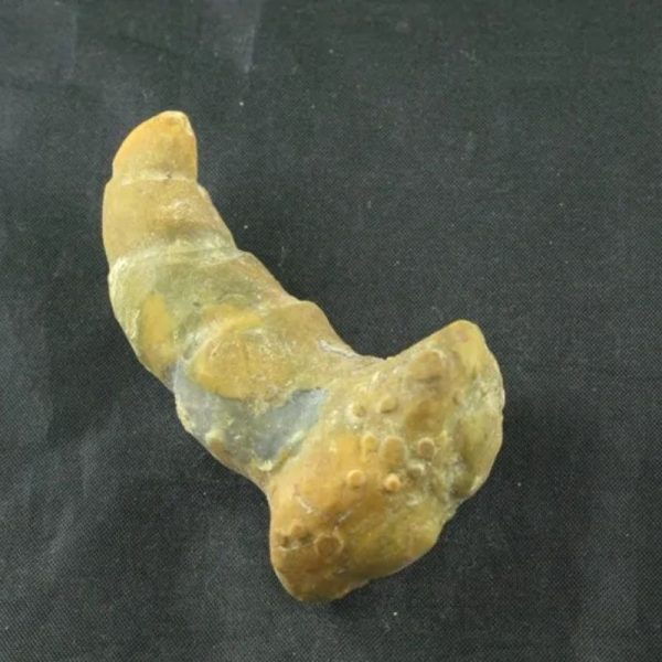 Giant Snake Horn Fossil - Type A8 - Image 2