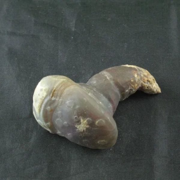 Giant Snake Horn Fossil - Type A9 - Image 2