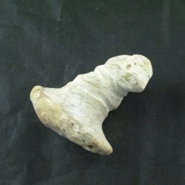 Giant Snake Horn Fossil - Type A10 - Image 2
