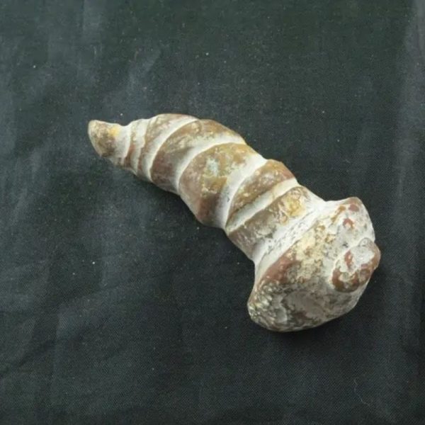 Giant Snake Horn Fossil - Type A16 - Image 2