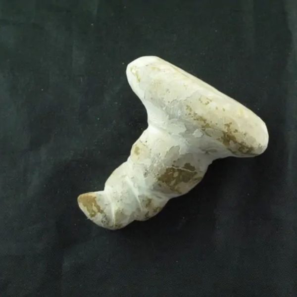 Giant Snake Horn Fossil - Type A18 - Image 2