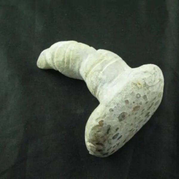 Giant Snake Horn Fossil - Type A19 - Image 2
