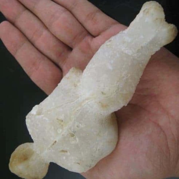 Shaman Fossil - BK 10 - Image 2