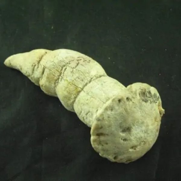 Giant Snake Horn - Type B12 - Image 2