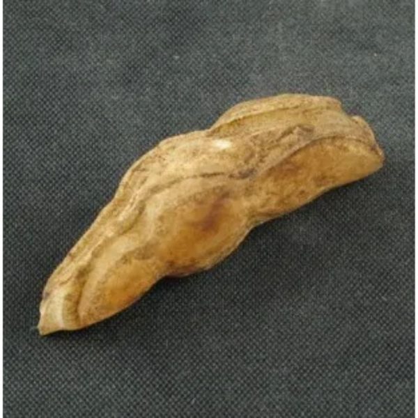 White Tiger Horns Fossil - Type A2 - Image 2