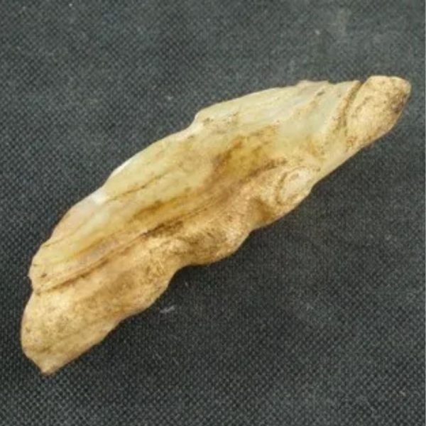 White Tiger Horns Fossil - Type A3