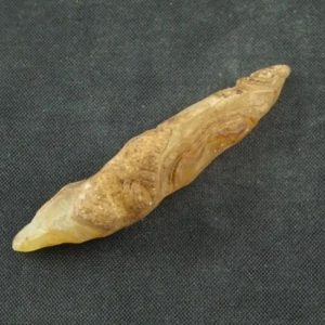 White Tiger Horns Fossil - Type A5