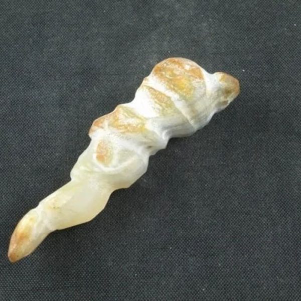 White Tiger Horns Fossil - Type B3 - Image 2