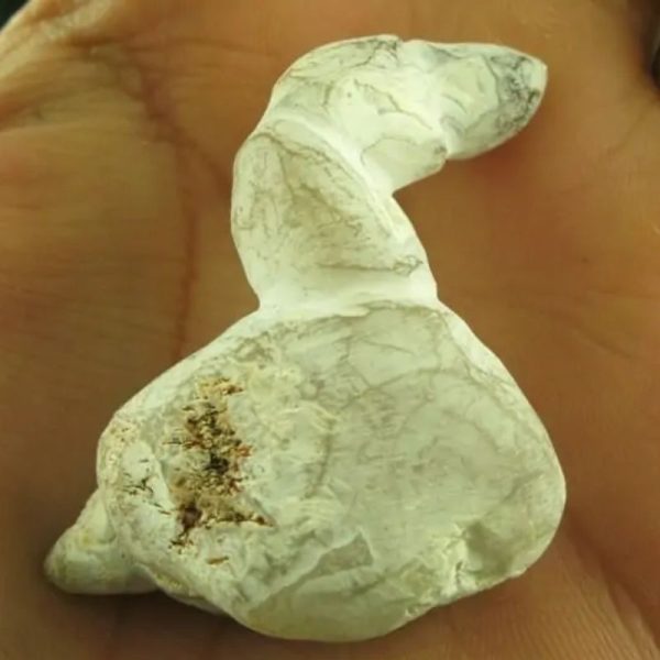 White Tiger Horns - Type C1 - Image 2