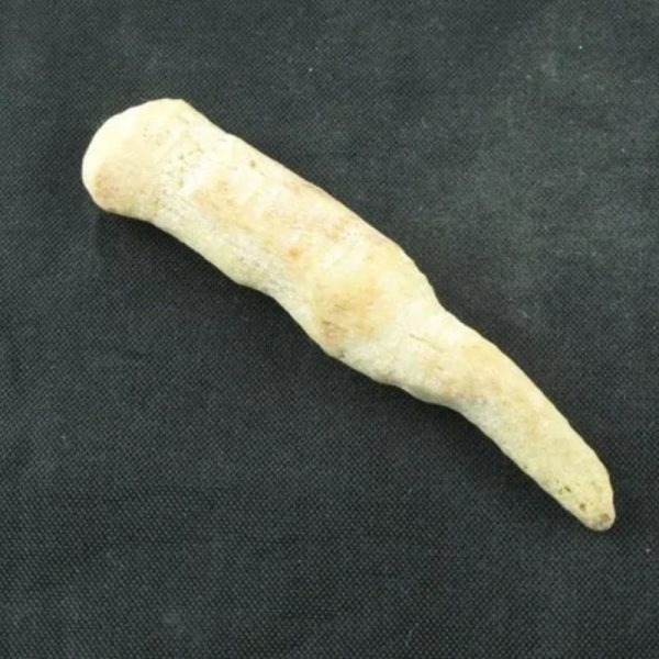 White Tiger Horns - Type C2 - Image 2