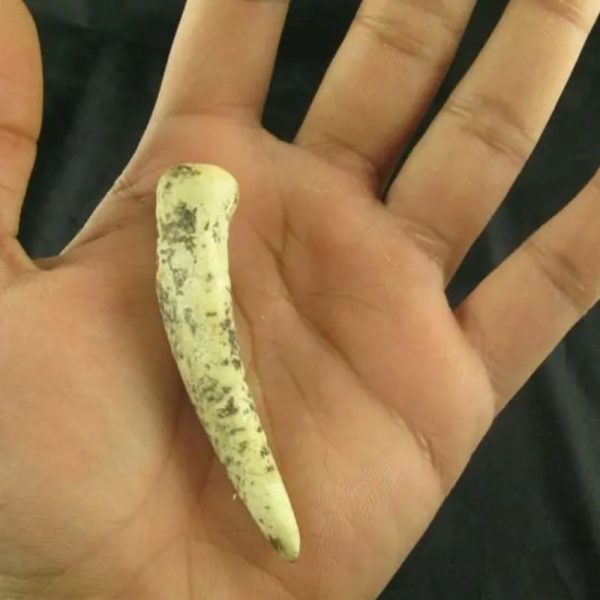 White Tiger Horns - Type E3 - Image 3